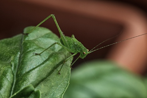 Cavalletta sul basilico